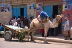 camel1.jpg